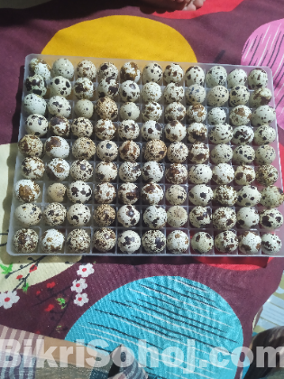 কোয়েল পাখির ডিম
